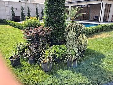 banan agaci: Landşaft ağac və kolları – fidanlar və iri qablarda dekorativ bitkilər — 9