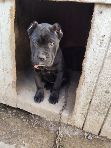 pop it: Кане-корсо, 3 месяца, Самка, Платная доставка, Бесплатная доставка, Доставка в районы — 6