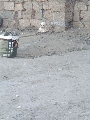 маленькие собаки в баку: Ağ rəngli kiçik ölçülü it balası - Rəng: ağ, qulaqlarında və burnunda — 1