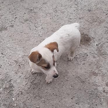 zvonok it satilir: Zvonok, 3 ay, Erkek, Peyvəndli, Ünvandan götürmə — 2