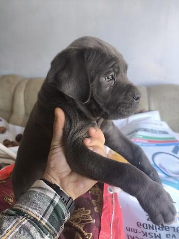 spic it: Kane-Korso, Dişi, Peyvəndli — 2