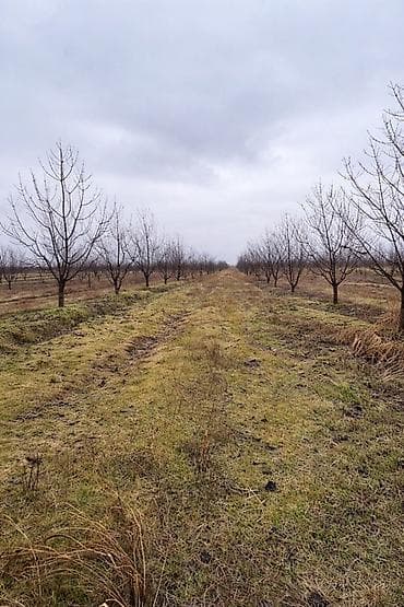 xirdalanda heyet evi: 125 sot, Kənd təsərrüfatı — 2