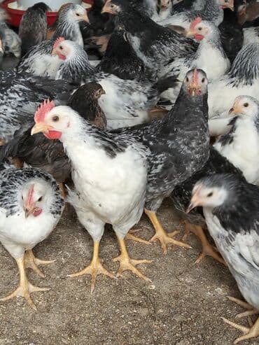 Hinduşka: Lider serebirist çolpalar 70 günlükdü çəkiləri — 3