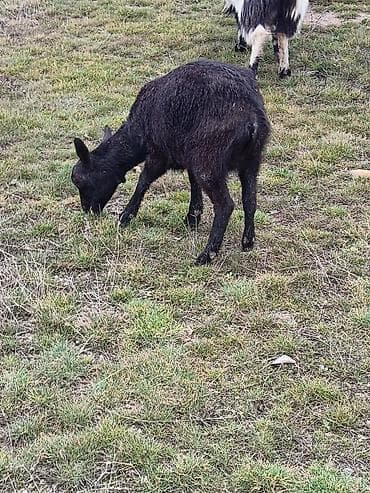 keclər: Çəpiş keçi qoyun sürü və ya tək tək satram. Qiymet ferqlidirMəhsul — 8