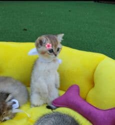 pişik latok: Qızıl şinşilla, Erkək, Dişi — 1