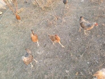 kend xoruzu: Toyuq, Yumurtalıq — 2