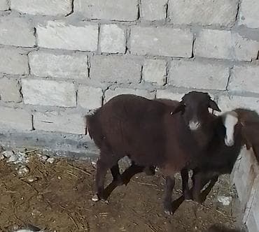 hissar qoyunu: Salam erkəy əmliy quzudu istəyən olsa diri çəkisi 13 manatlada verərəm — 2