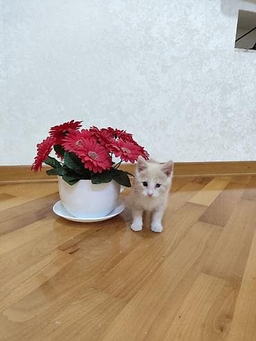pulsuz video cat: Dişi — 1