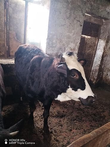 Pişiklər: Disi dana 140 150 kilo eti olar diri ceki ile 7manatdan satilir unvan — 1