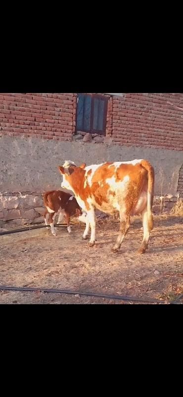 keci satışı tap az: Simental tipli inək və balası - Rəng: qırmızı-ağ alaca - Ana inək — 1
