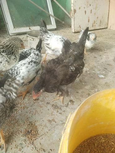 toyuq bazari: Куриные цыплята, Для мяса — 2