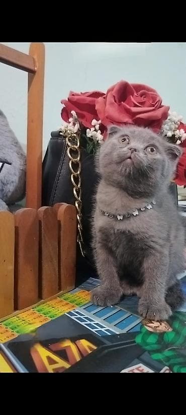 Şotland yastı qulaq lalafo.az -da Şotland yastı qulaq