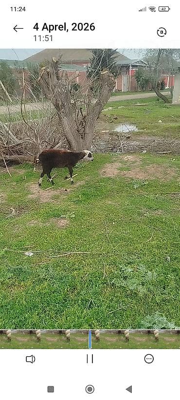 Ünvan Biləsuvar Öz Qapi Malimdi Saatram Qiymət 230 Dişi Quzdu