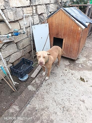 erkey quzular: Pitbul, 1 il — 3