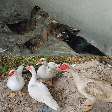 at satisi azerbaycan: 9 dene ördekdi 6 lal 3 qişqiran kom 120
toyuqla barter olunur — 1