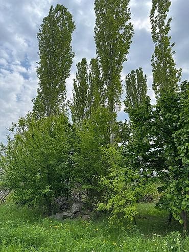 sabuncu torpaq: 32 sot, Tikinti, Mülkiyyətçi, Kupça (Çıxarış) — 2