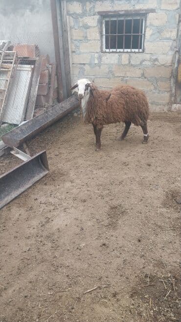Inəklər, öküzlər: Məhsul: Erkək əbrəş qoyun - Cins: Əbrəş (yerli uzun yunlu tip) - — 3