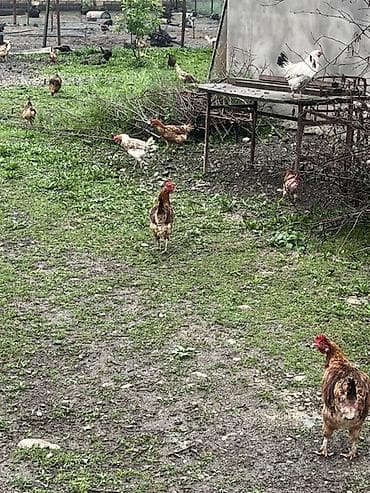 toyuq yolan aparat satilir: Salam. Məhsul: Azad otlaqda saxlanılan yerli toyuqlar və xoruzlar — 2