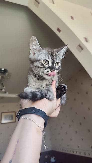 cat tanışlıq: Tabbi, Erkək, Pulsuz çatdırılma — 4