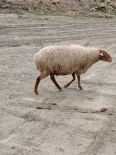 Gəmiricilər: Qoyun – yerli cins - Məhsuldarlıq istiqaməti: ət və yun - Bədən — 1