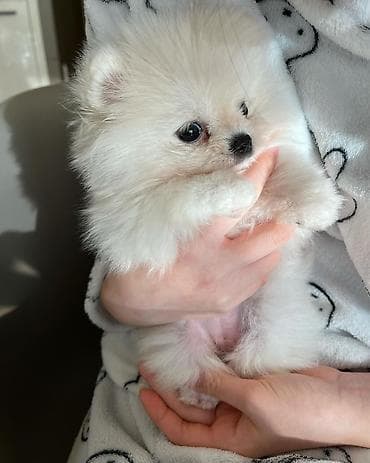 Şpitz, 2 ay, Dişi, Pulsuz çatdırılma — 3