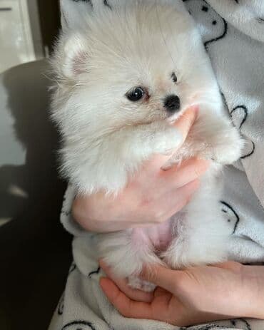 шпиц в баку: Şpitz, 2 ay, Erkek, Sənədli, Pulsuz çatdırılma — 7