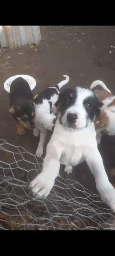 Quşlar: Qurdbasar, 2 ay, Erkek, Peyvəndli, Ünvandan götürmə, Pulsuz çatdırılma, Ödənişli çatdırılma — 2