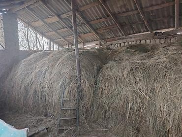 Quru ot – heyvan yemi - Növ: təbii biçin otları (otlaq və çəmən lalafo.az -da Quru ot – heyvan yemi - Növ: təbii biçin otları (otlaq və çəmən