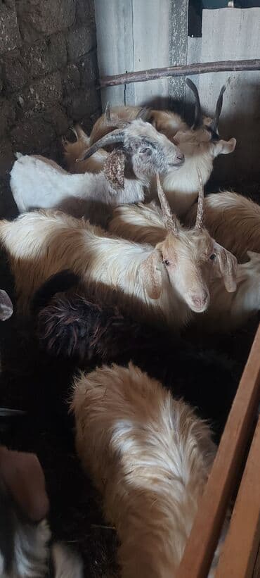 sudlu kecilər: 9 ədəddir.(biri dişi biri axta 7 erkək)super kəsməli — 1