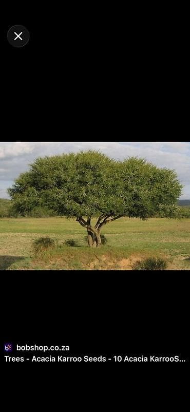 agac tinglerinin satisi: 🌳 Dekorativ Karroo Akasiyası tingləri – sağlam və sürətlə böyüyən — 2