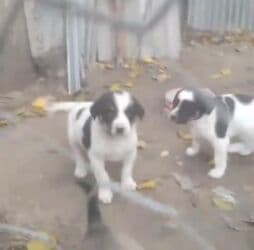 it adları erkek: Qurdbasar, 1 ay, Erkek, Peyvəndli, Rayonlara çatdırılma, Ünvandan götürmə, Ödənişli çatdırılma — 1