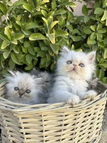 золотая шиншилла котенок: Fars — 10