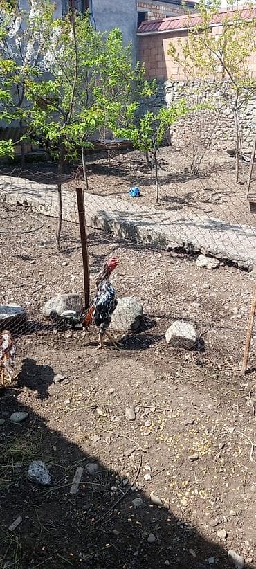 liqorin xoruzu: Cins xoruz – rəngli ləkəli (qara‑ağ üstünlükdə, quyruqda ağ-qara — 1