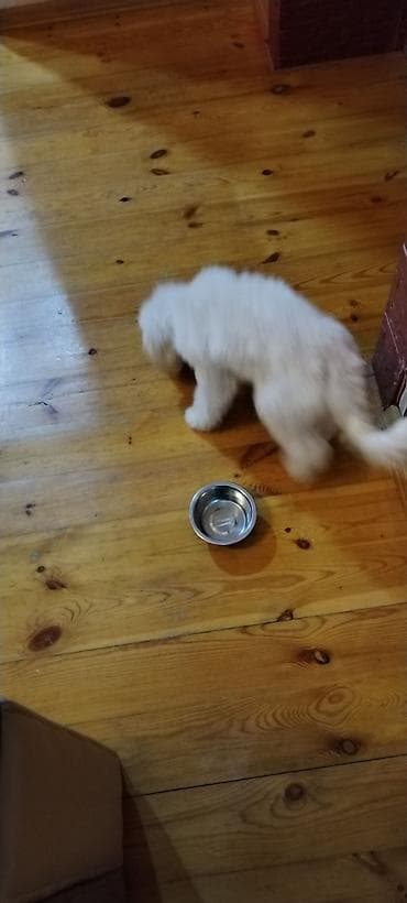 Balıqlar: Pudel, 6 ay, Dişi, Peyvəndli, Ödənişli çatdırılma — 5