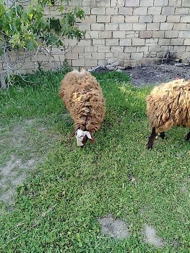 Qoyun – yerli cins, tünd-qəhvəyi yunlu Məhsulun təsviri: - — 7