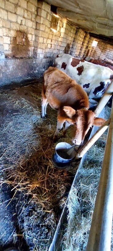 Disi dana satiram. heyvan Qusar rayonundadi qiymet son 1000 manat.tel