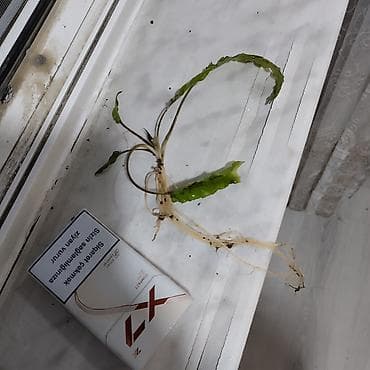 akvarium satisi: Akvarium bitkileri satilir ve ya barter olunur — 3