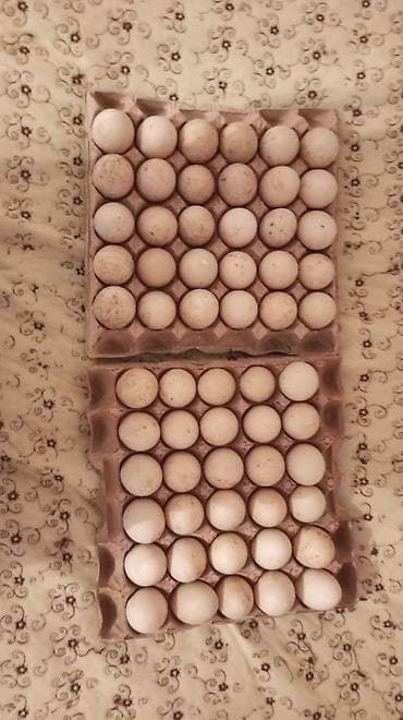 ordek nece gune bala cixarir: Təbii kənd yumurtası sort lal ördek yumutası tam mayalı təzə - — 1