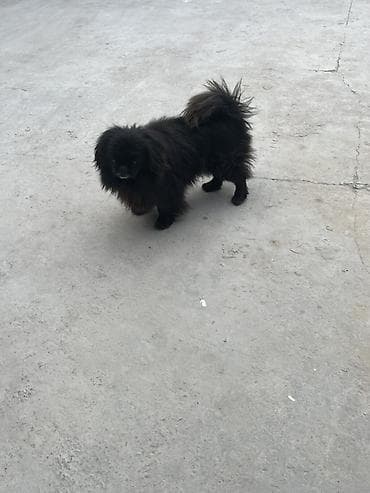 Пекинес — 3