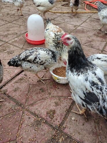 Inəklər, öküzlər: Toyuq, Adler, Ətlik — 5