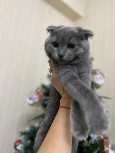 pişik sortları: Britan — 2