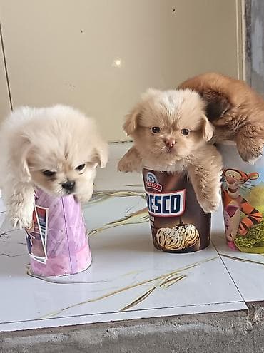 haski itleri: Pekines, 1 ay, Erkək, Ünvandan götürmə — 4