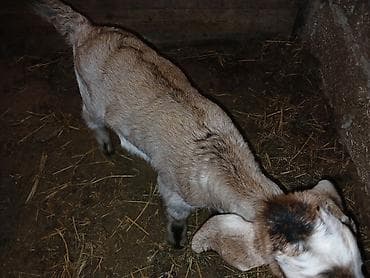 keçi dişi: Məhsul: Balalı keçi Təsvir: - Balalar mart ayının 17-si doğulub.1 — 3