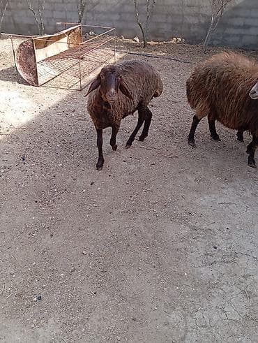 qoyun boğaz: Dişi, Qala, il: 2, 90 kq, Damazlıq, Ünvandan götürmə — 8