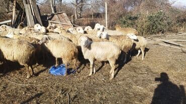 qoyun qiyməti 2024: Qoyunlar — 3