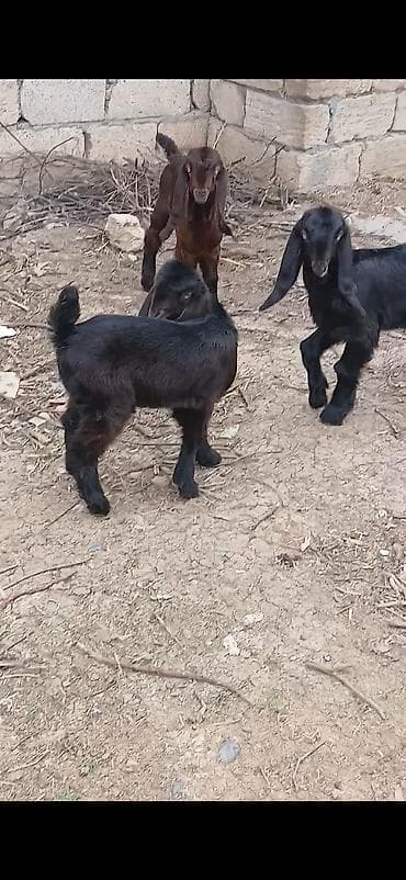 heyvanlara verilən xüsusi adlar: Semiz arginal helep keci balalari satlir 2 diwi 1 erkek damzdiq icin — 5