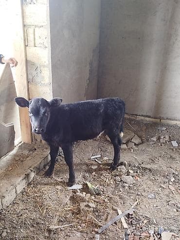 halep kecisi satilir: Dana, buzov, Dişi, Simental, ay: 3, Damazlıq, Ünvandan götürmə — 2