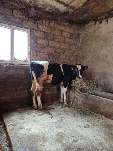 Keçi, çəpiş: Təmiz cins danadı erkəydi — 2