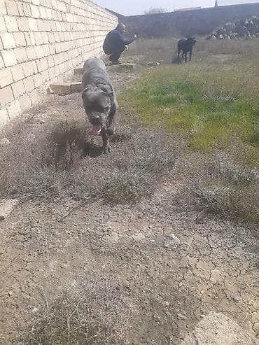 Kane-Korso, 2 ay, Erkek, Peyvəndli