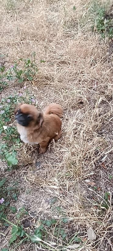 it balası: Pekines, Dişi — 3